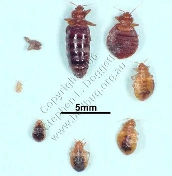 Bed Bugs - Columbus OH - TORCO Termite Company